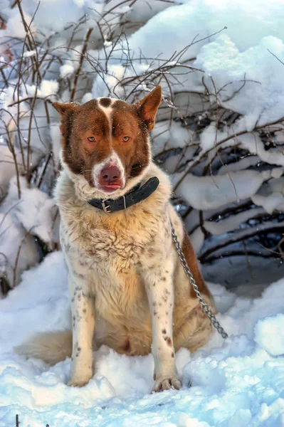 Lonely dog in winter — Stock Photo, Image