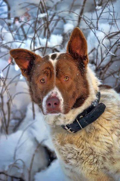 Ensam hund i vinter — Stockfoto