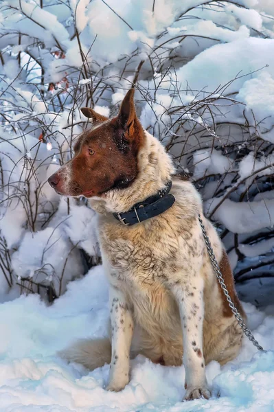 冬の孤独な犬 — ストック写真