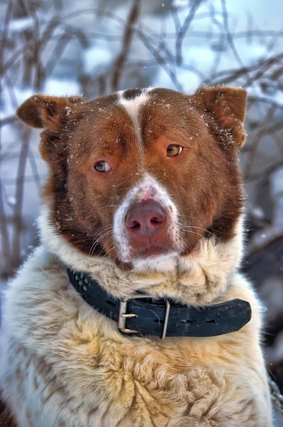 Yalnız köpek kış — Stok fotoğraf