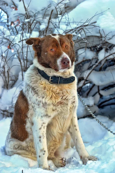 冬の孤独な犬 — ストック写真