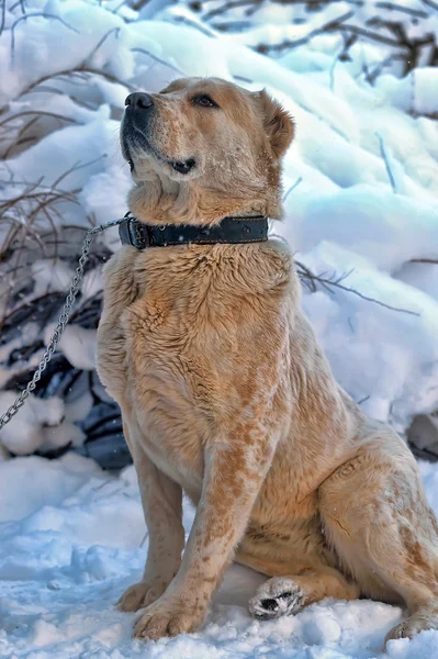 Одинокая собака зимой — стоковое фото
