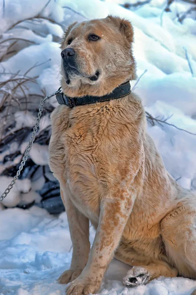 Yalnız köpek kış — Stok fotoğraf