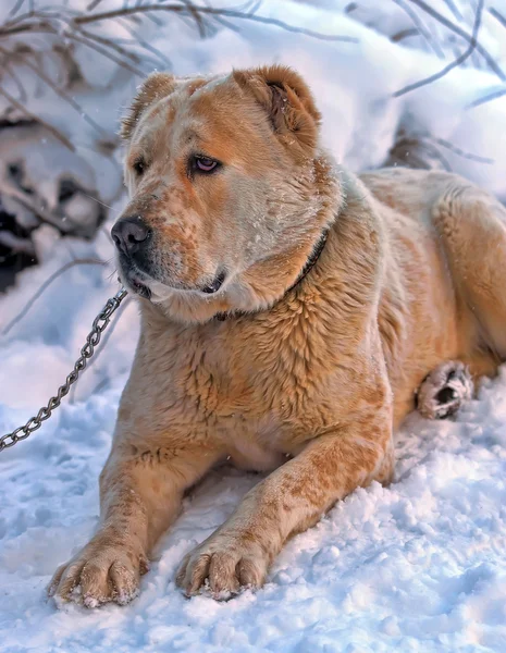 Lonely dog in winter — Stock Photo, Image