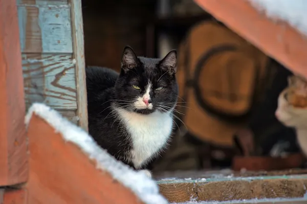 Schwarze und weiße Katze — Stockfoto