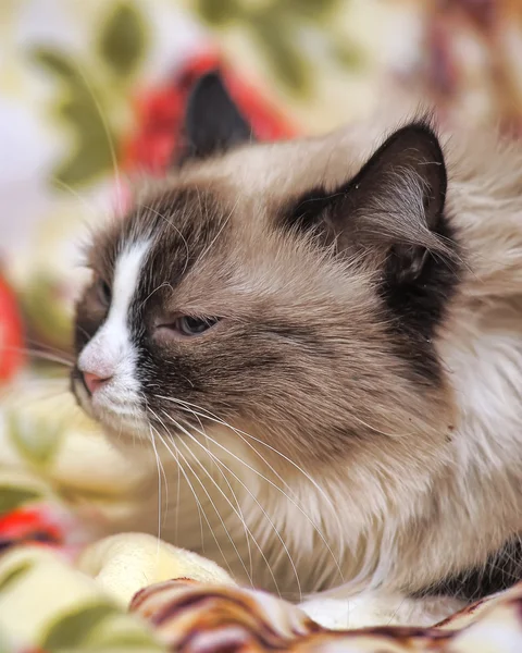 Gefleckte Katze — Stockfoto