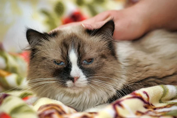 Hermoso gato esponjoso de tres colores — Foto de Stock