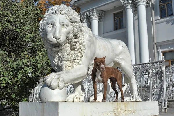 Pitbull perto do leão — Fotografia de Stock