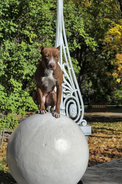 Pitbull en bola — Stok fotoğraf