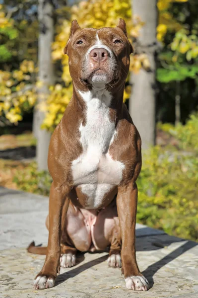 Brauner Pitbull — Stockfoto