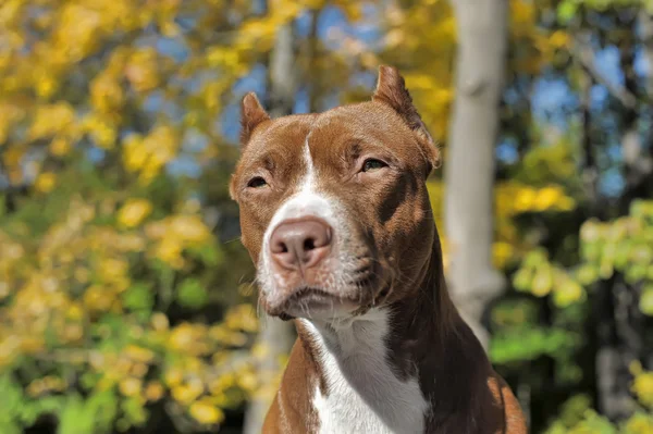 Hnědá pitbull — Stock fotografie