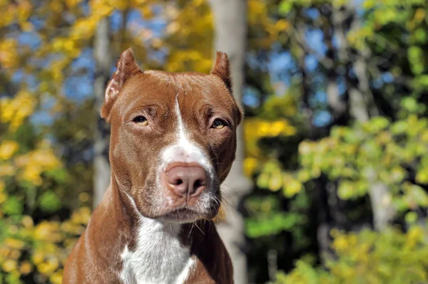 Kahverengi pitbull — Stok fotoğraf