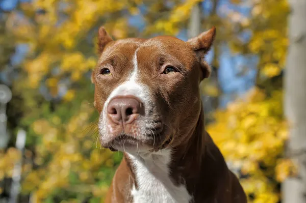 Hnědá pitbull — Stock fotografie