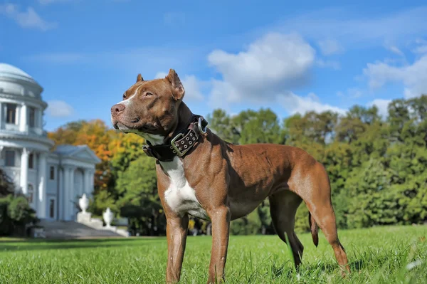 Pitbull cerca de casa Imagen De Stock