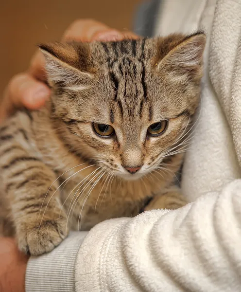 Çizgili kedi — Stok fotoğraf