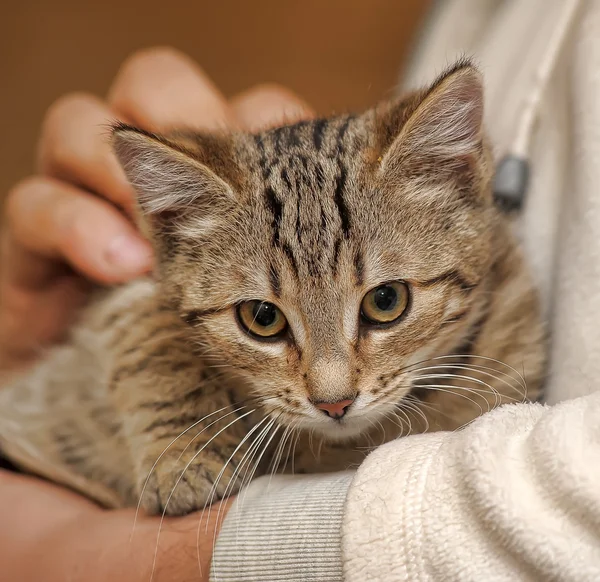 条纹的猫 — 图库照片