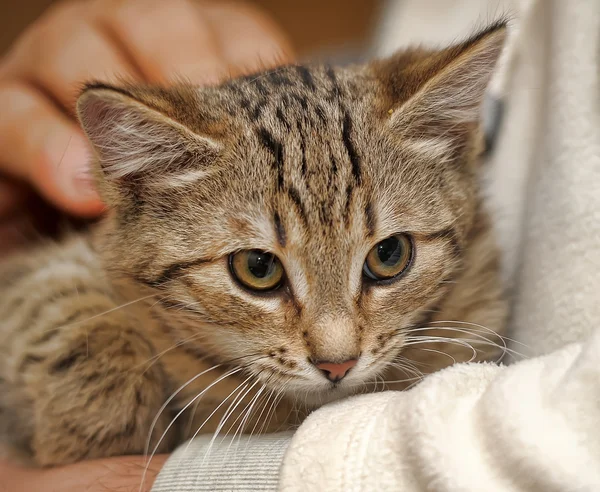 Gestreifte Katze — Stockfoto