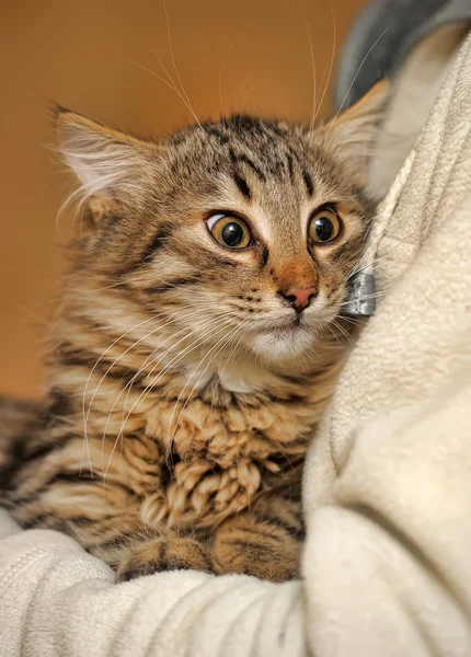 Kucing bergaris — Stok Foto