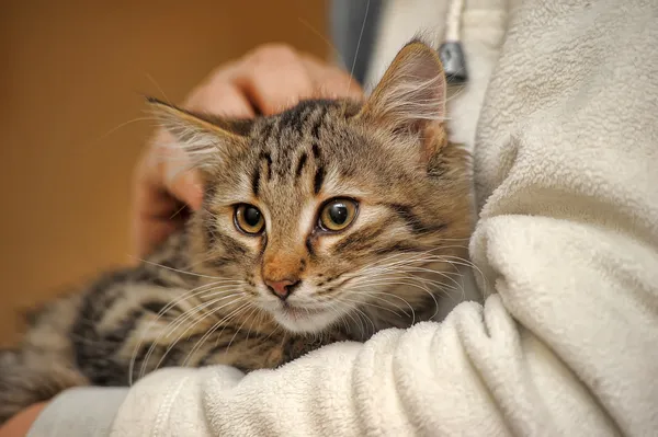 Gestreifte Katze — Stockfoto