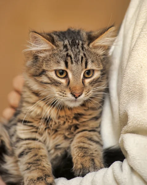 Gestreepte kat — Stockfoto