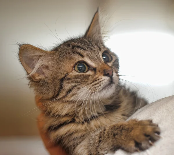 Striped cat — Stock Photo, Image