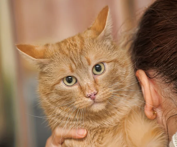 Orangefarbene Katze — Stockfoto