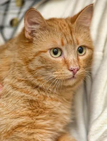 Gato laranja — Fotografia de Stock