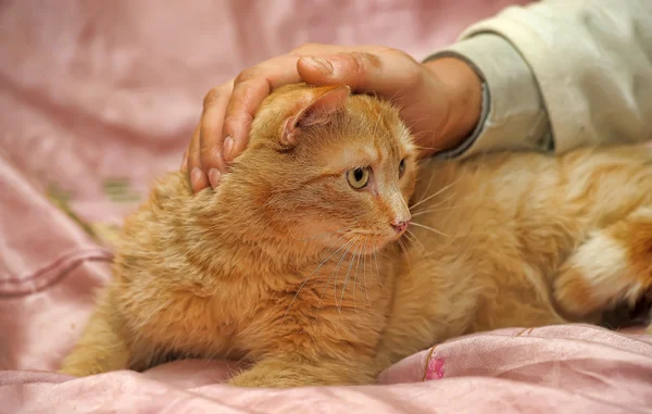 Mano acariciando gato — Foto de Stock