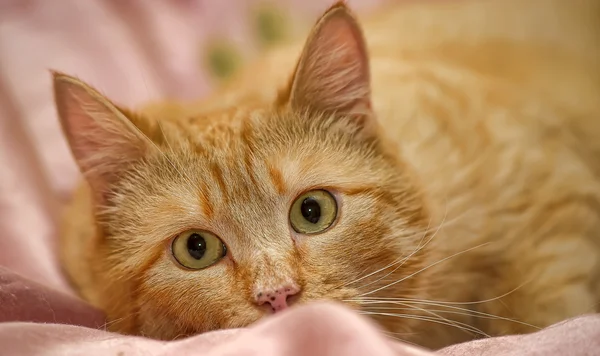 Röd katt赤い猫 — Stockfoto