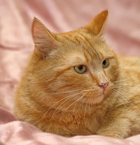 Gato vermelho — Fotografia de Stock