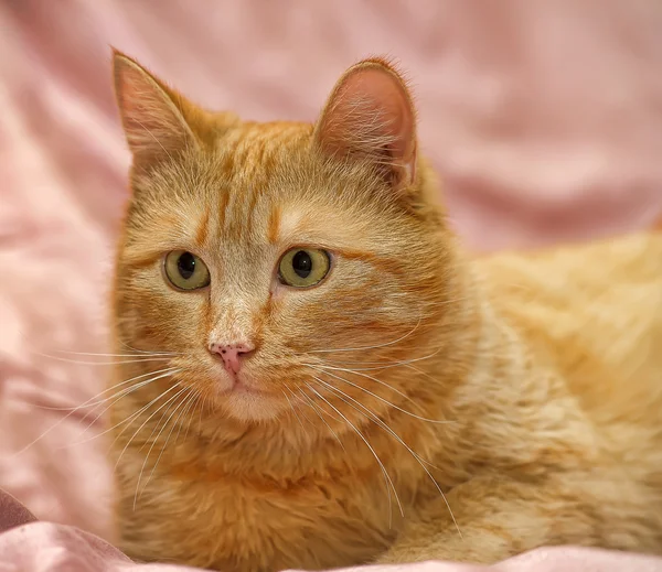 Gato vermelho — Fotografia de Stock