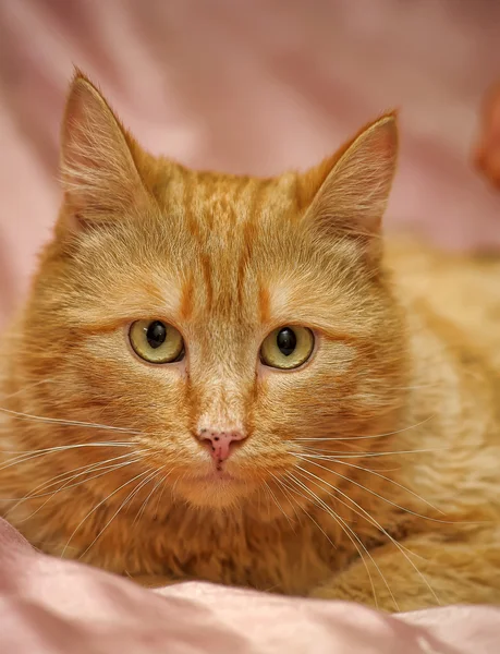 Gato vermelho — Fotografia de Stock