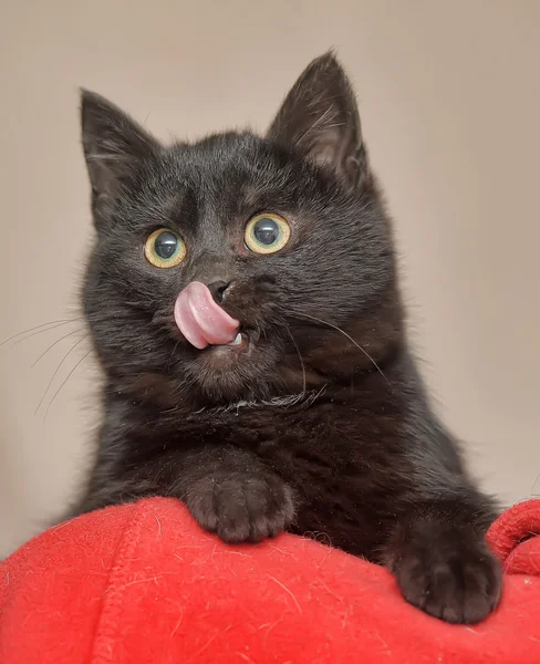 Gato negro — Foto de Stock