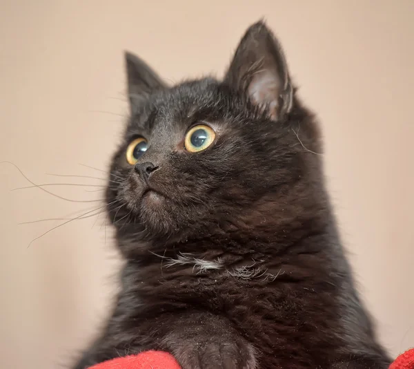 Zwarte kat — Stockfoto