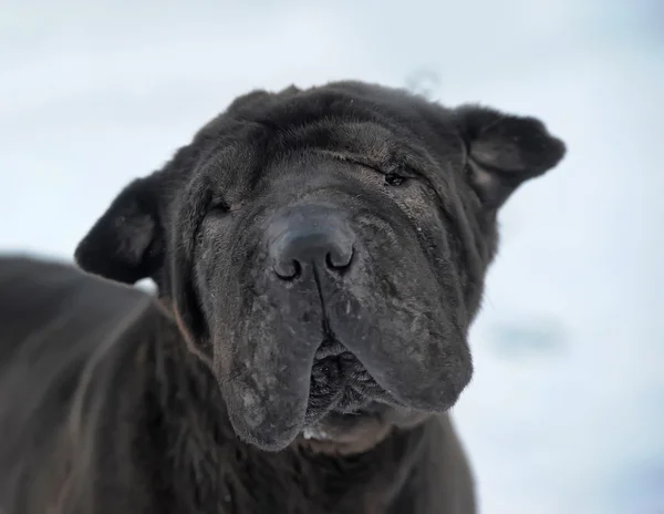 Perro en plomo — Foto de Stock