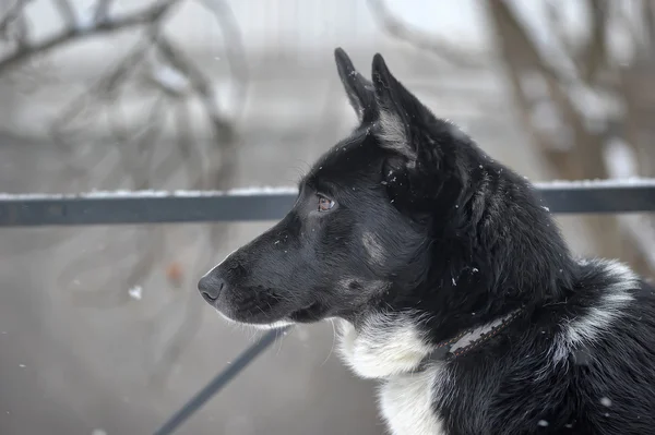 Hund an der Leine — Stockfoto