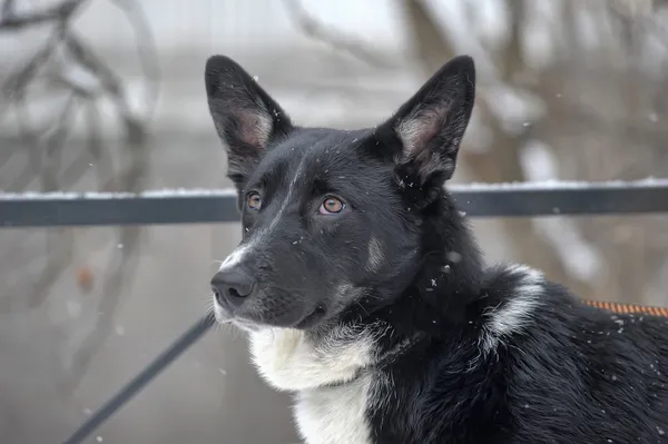 Hund an der Leine — Stockfoto