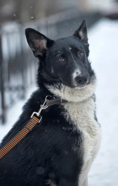 Hund an der Leine — Stockfoto