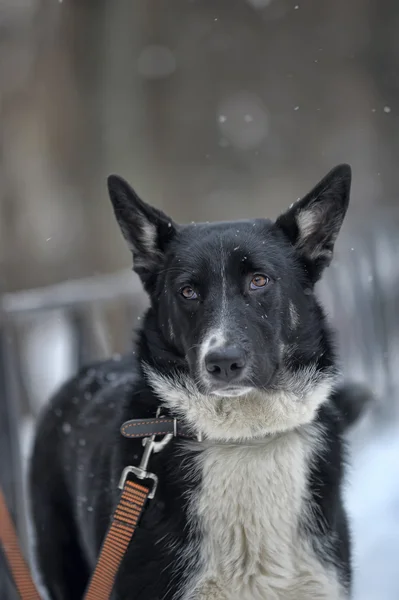 犬のリード — ストック写真