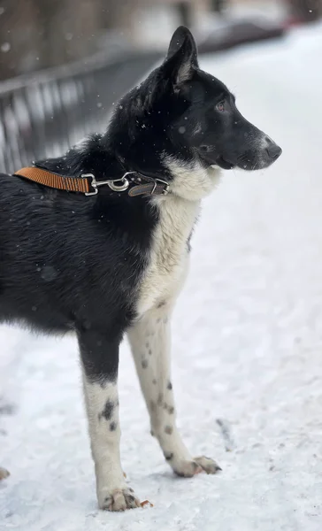 Köpek yol — Stok fotoğraf