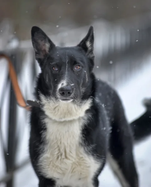 Köpek yol — Stok fotoğraf