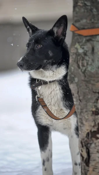 Собака на свинце — стоковое фото