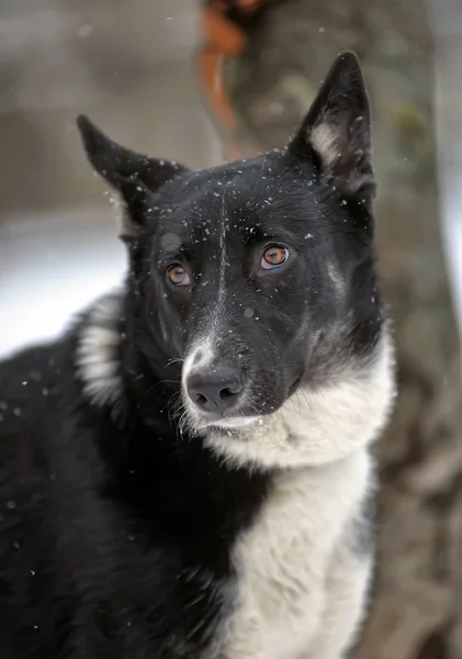 Hund an der Leine — Stockfoto