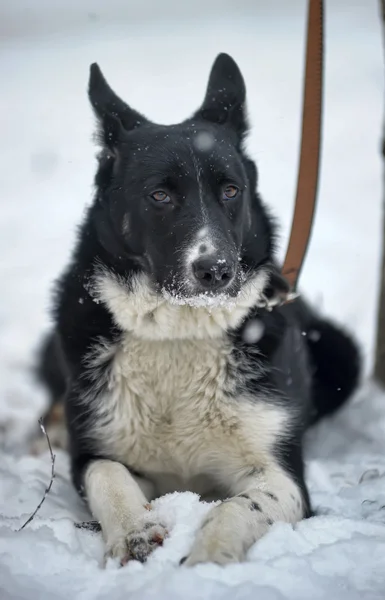 Собака на свинце — стоковое фото