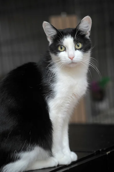 Gato branco preto — Fotografia de Stock