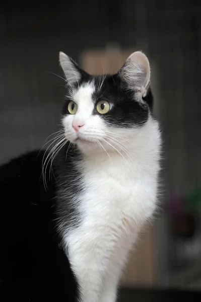 Gato branco preto — Fotografia de Stock