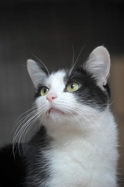 Чёрный белый кот — стоковое фото