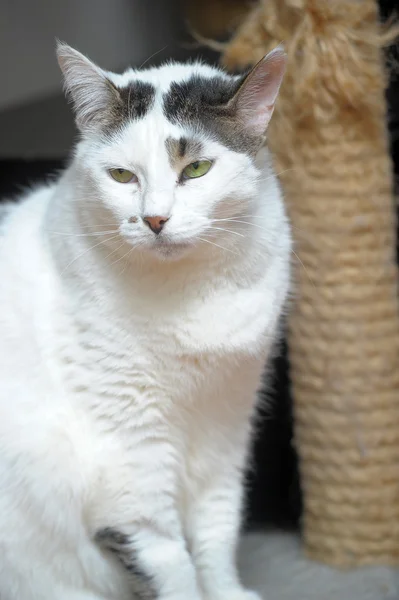 Czarny kot biały — Zdjęcie stockowe