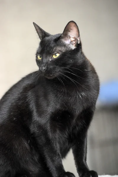 Gato negro — Foto de Stock