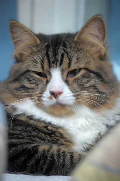 斑点を付けられた猫 — ストック写真
